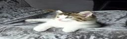 Mixed Breed cats for sale: Adorable Ragdoll X Norwegian forest Kittens  - Advert 6