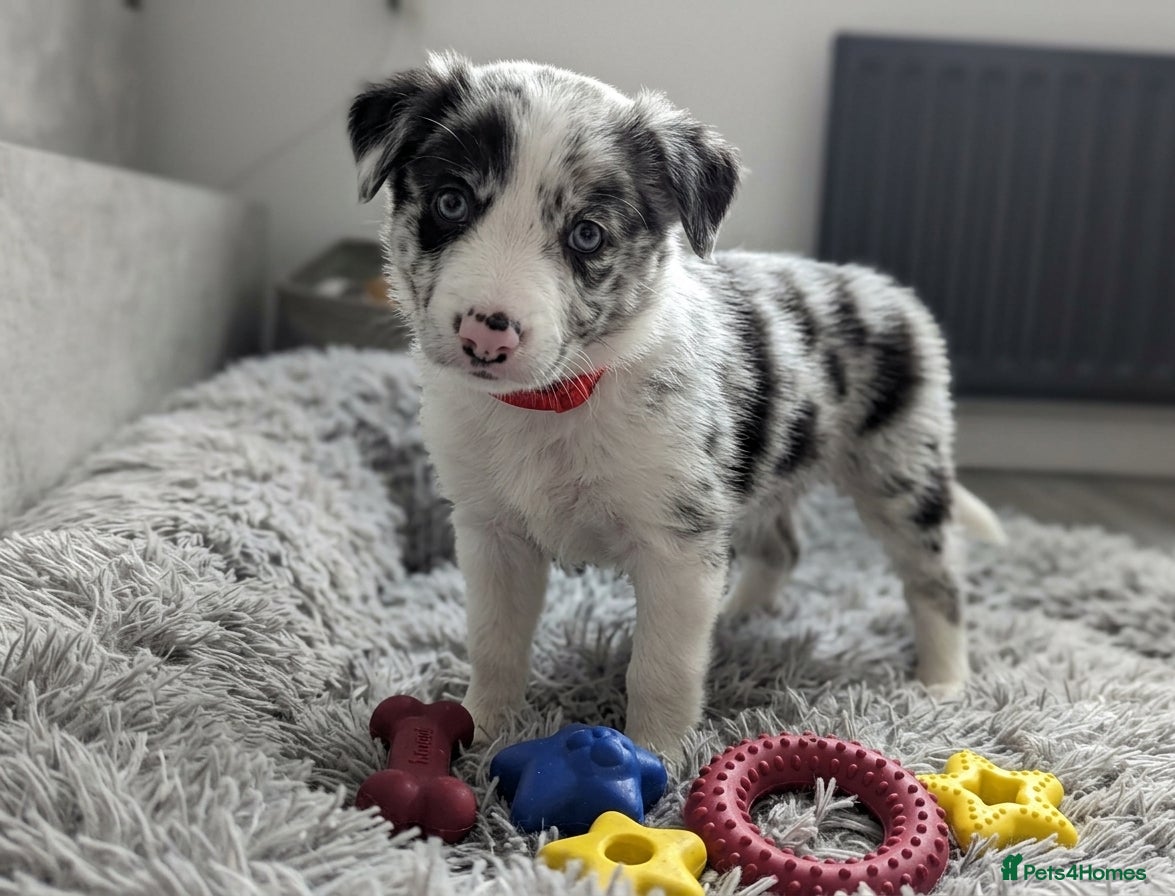 Border Collie dogs Beautiful Border Collie Pups – DNA Tested Parents  - Advert 2