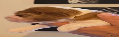 Cocker Spaniel 4
