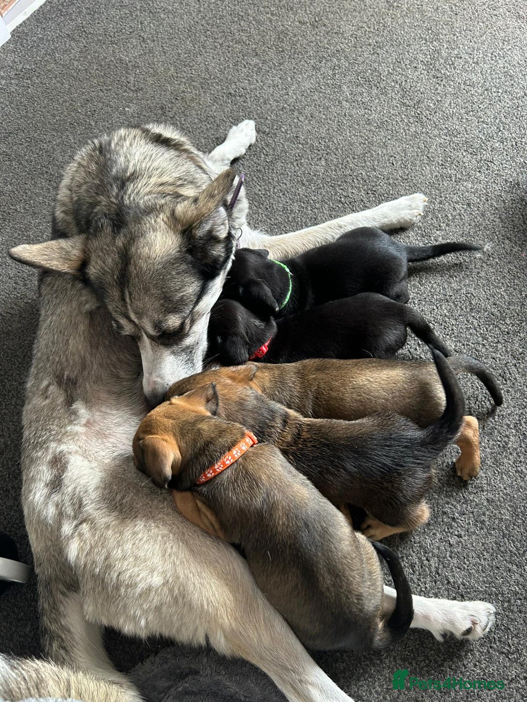 Mixed Breed dogs for sale: Husky x dashound  - Image 12