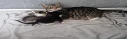 Mixed Breed cats for sale: Kittens ready for homes, tabby, white, black - Advert 4