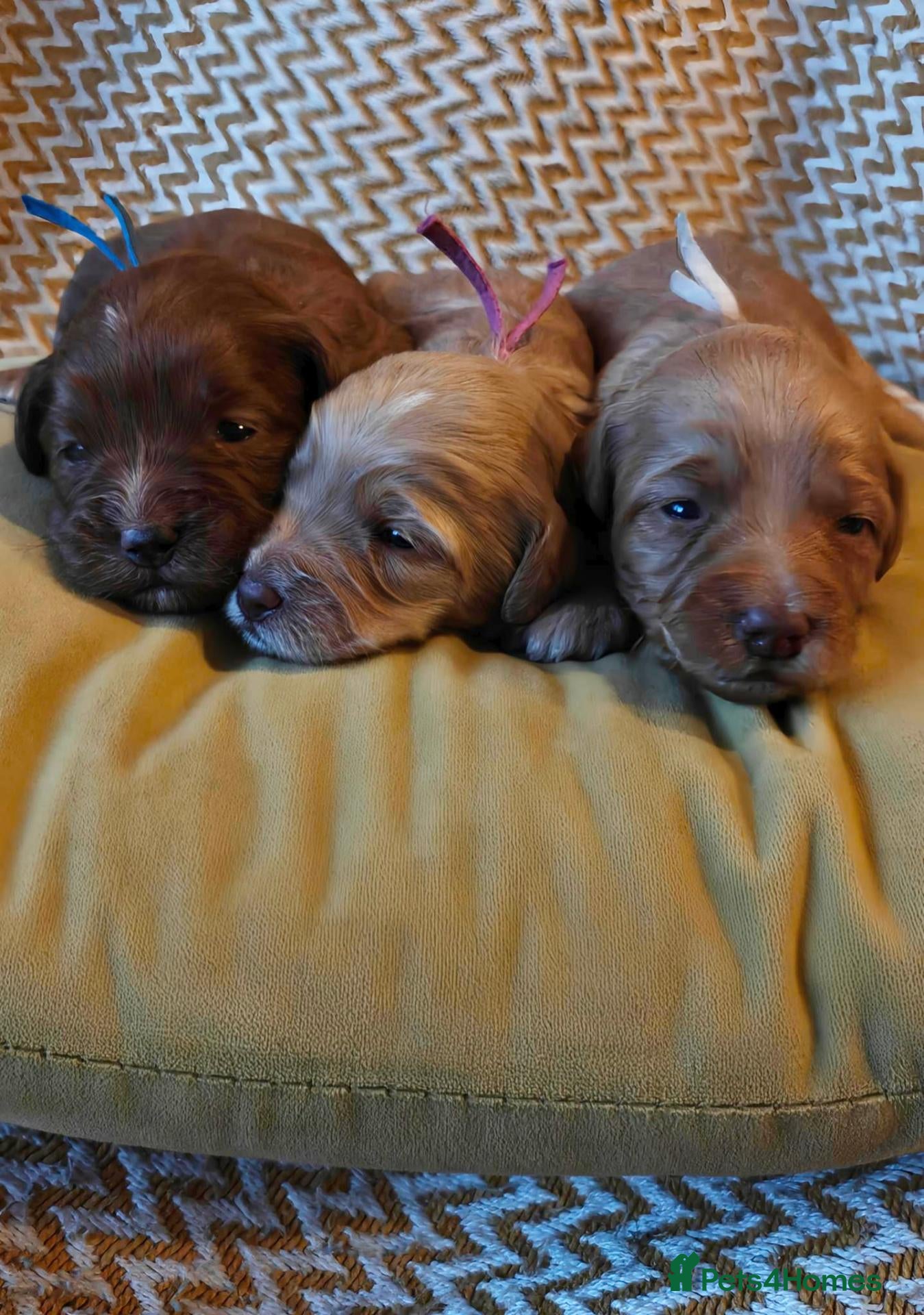 Australian Labradoodle dogs for sale: Multigen Aus Labradoodle Puppies Born 16 October - Advert 15