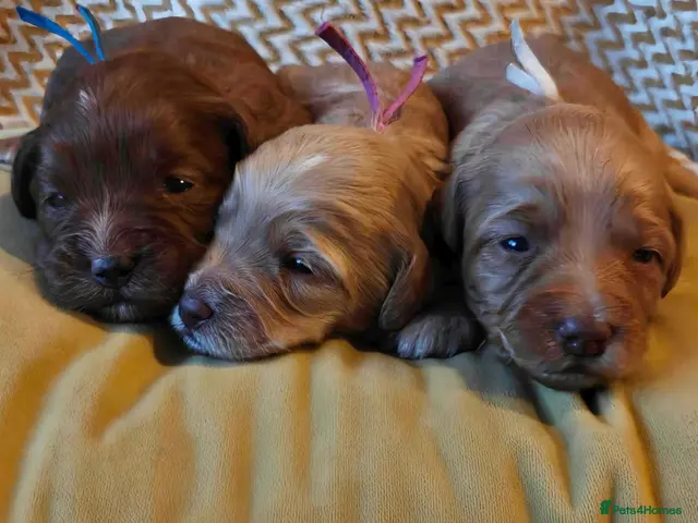 Australian Labradoodle dogs for sale: Multigen Aus Labradoodle Puppies Born 16 October - Advert 4
