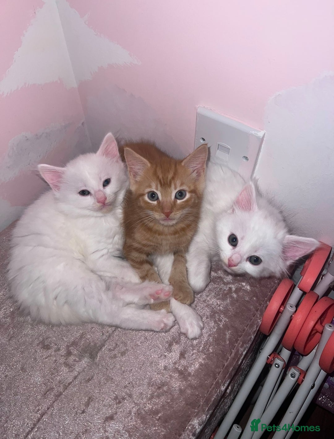 Mixed Breed cats for sale: Adorable kittens🐾 - Image 5