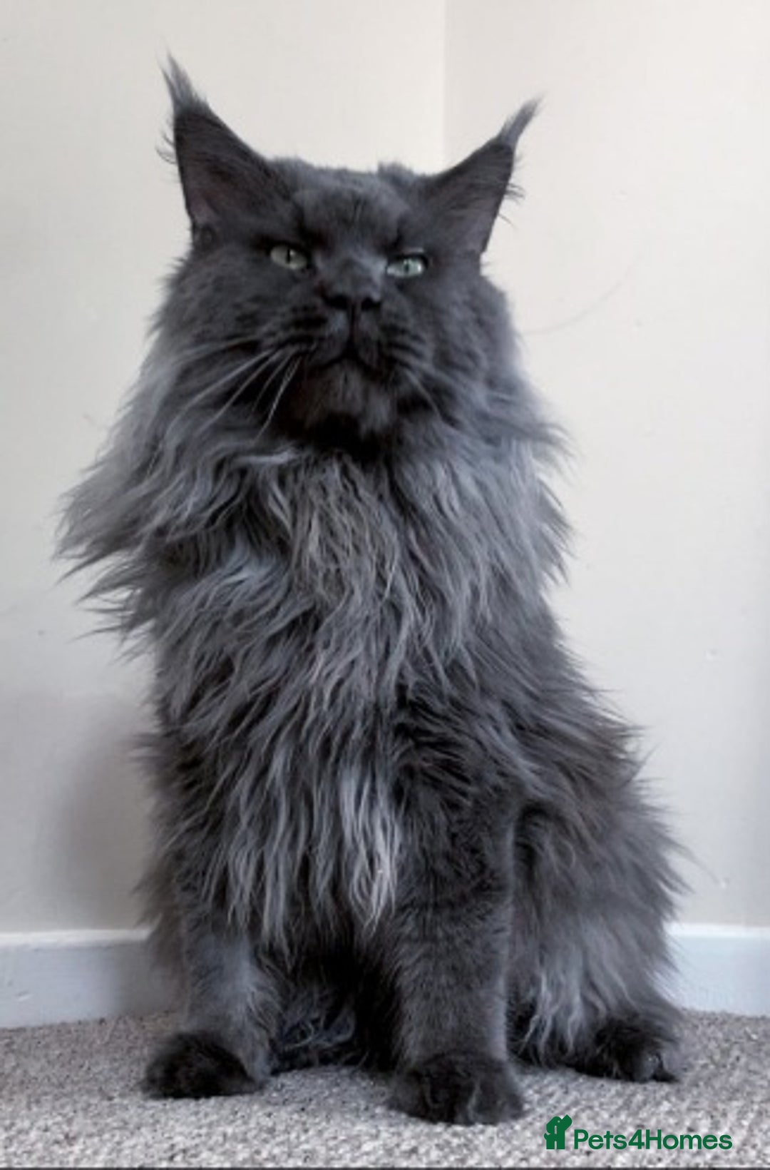 Maine Coon cats for sale: Gorgeous pedigree kittens  - Advert 7