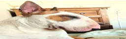Bull Terrier dogs for sale: Top quality bull terrier puppies  - Advert 21