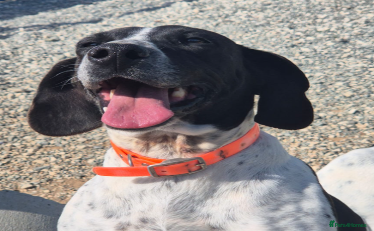 Pointer dogs Hera- your new best friend <3 - Advert 7