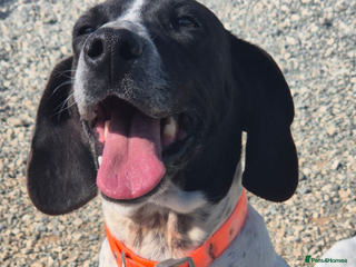 Pointer dogs Hera- your new best friend <3 - Advert 5