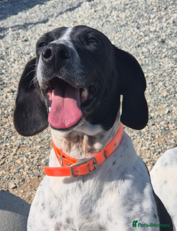 Pointer dogs Hera- your new best friend <3 - Advert 1