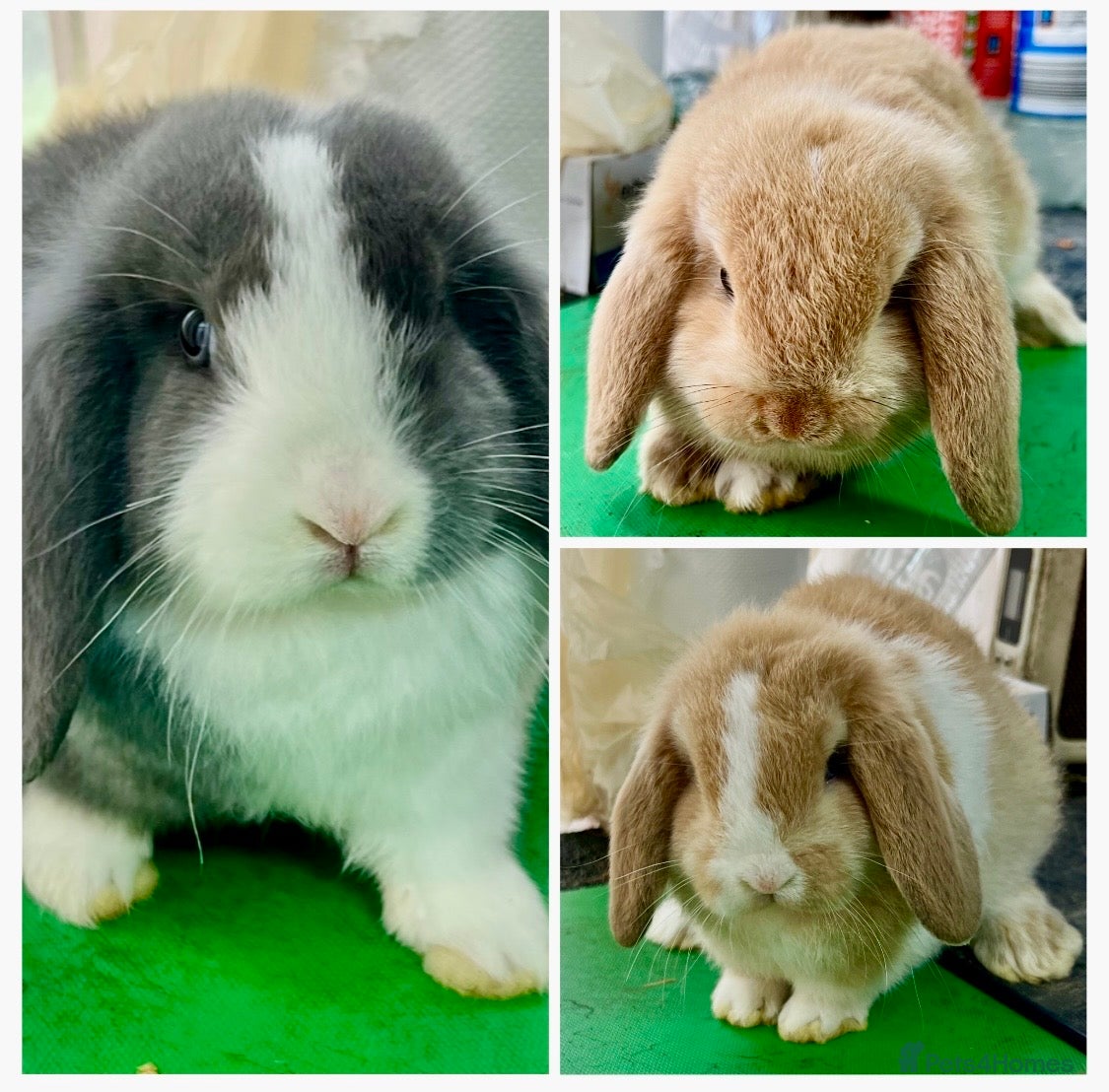 Mini Lop rabbits Mini lop rabbits READY NOW 18th Jan 2026 - Advert 16