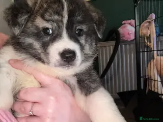 Japanese Akita Inu dogs 5 Japanese Akita Puppies Left - Advert 1