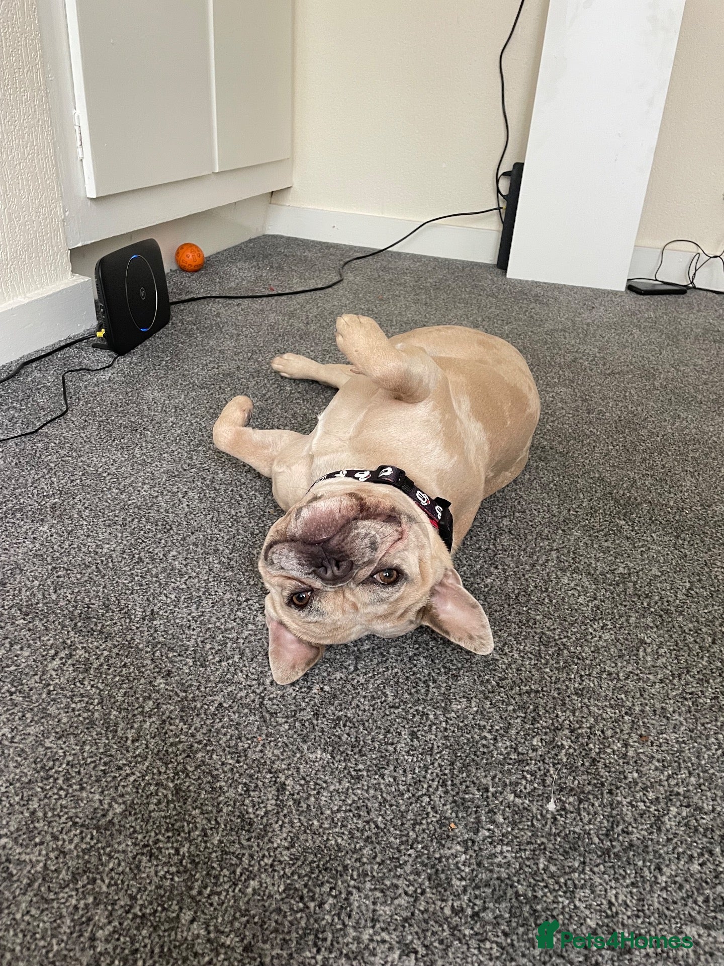 French Bulldog dogs Skye My Frenchie  - Advert 1