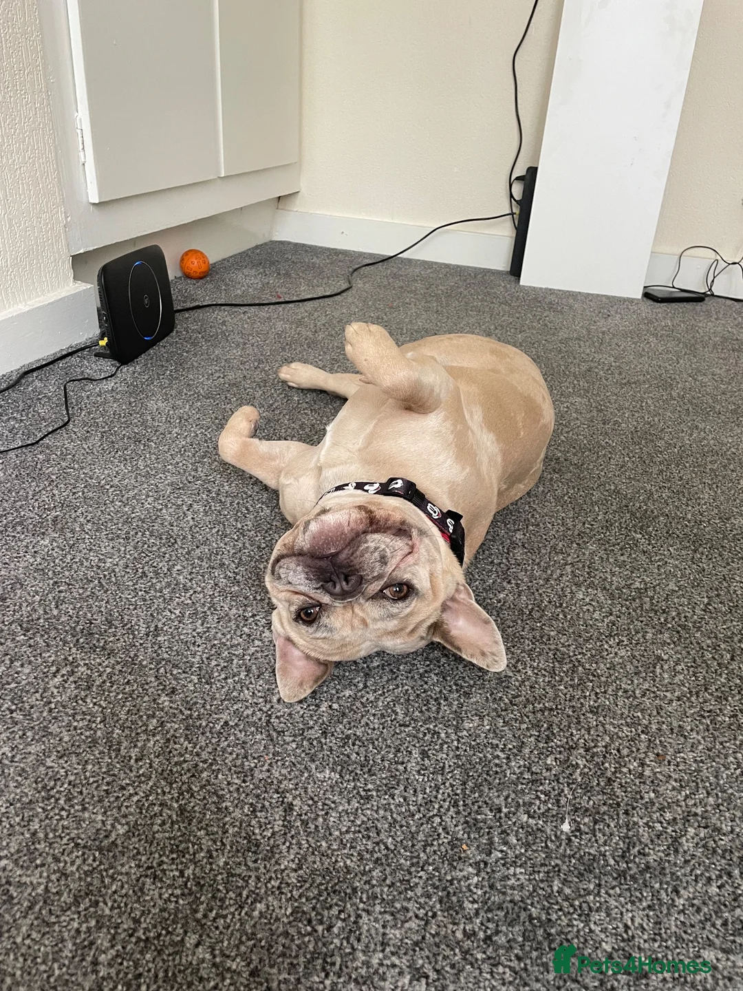 French Bulldog dogs for sale: Skye My Frenchie  in London - Advert 1