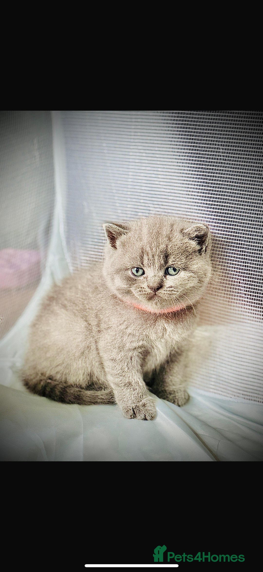 British Shorthair cats for sale: British short hair kittens  - Image 5
