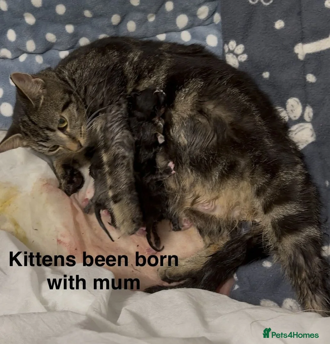 Mixed Breed cats for sale:  gorgeous mixed litter of four incredibly sweet - Advert 2
