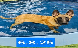 Belgian Shepherd Dog dogs for sale: KC Reg Belgian Shepherd Malinois pups for sale in Newport - Image 2