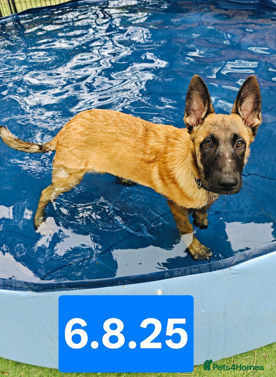 Belgian Shepherd Dog dogs for sale: KC Reg Belgian Shepherd Malinois pups for sale in Newport - Image 2