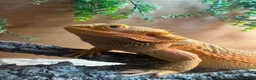 Bearded Dragon reptiles for sale: Bearded Dragon in Wrexham - Advert 4