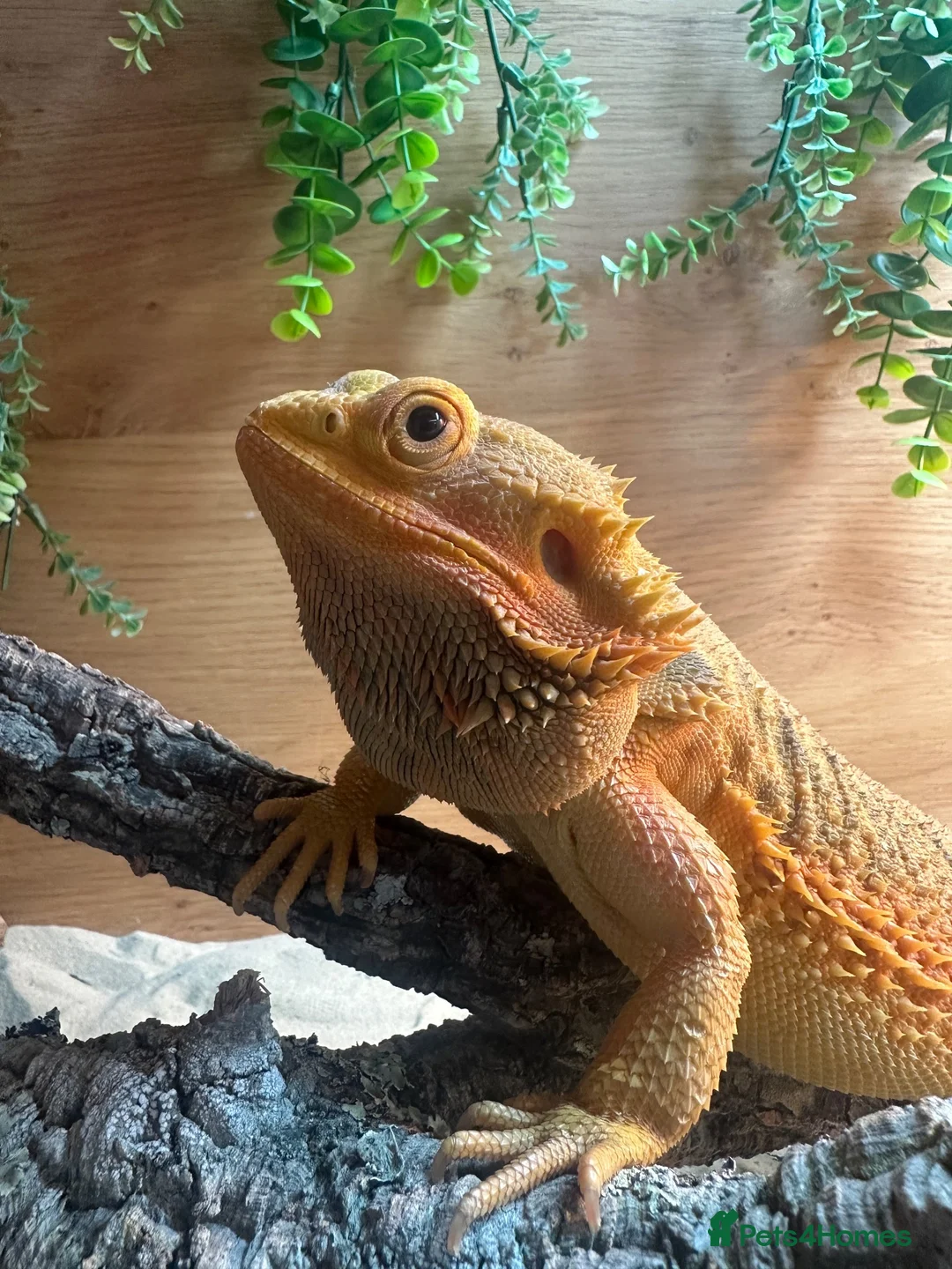 Bearded Dragon reptiles for sale: Bearded Dragon in Wrexham - Advert 4