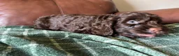 Cockapoo dogs for sale: F1 Cockerpoos’s puppies - Advert 10