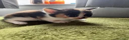 Aegean cats for sale: Aegeans kittens are looking for forever home ❤️ - Advert 18