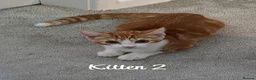 Mixed Breed cats for sale: Litter of 4 ginger tabbys available for rehoming - Advert 18