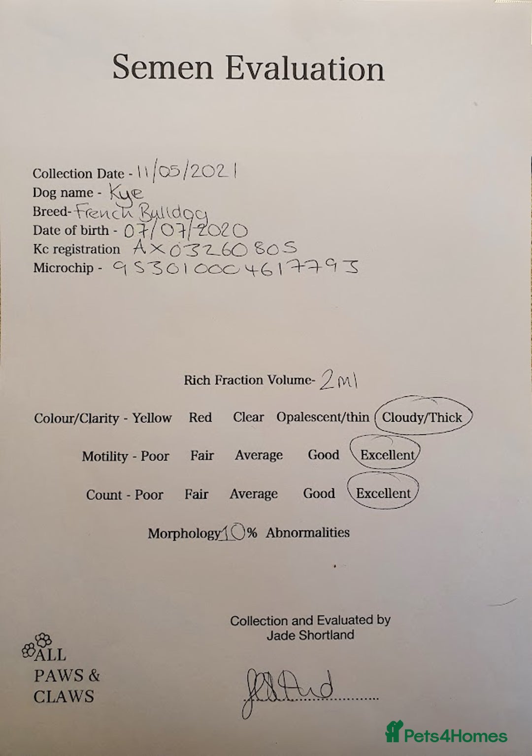 French Bulldog dogs for stud: Kye - Lilac and Tan Frenchie in St Albans - Advert 5