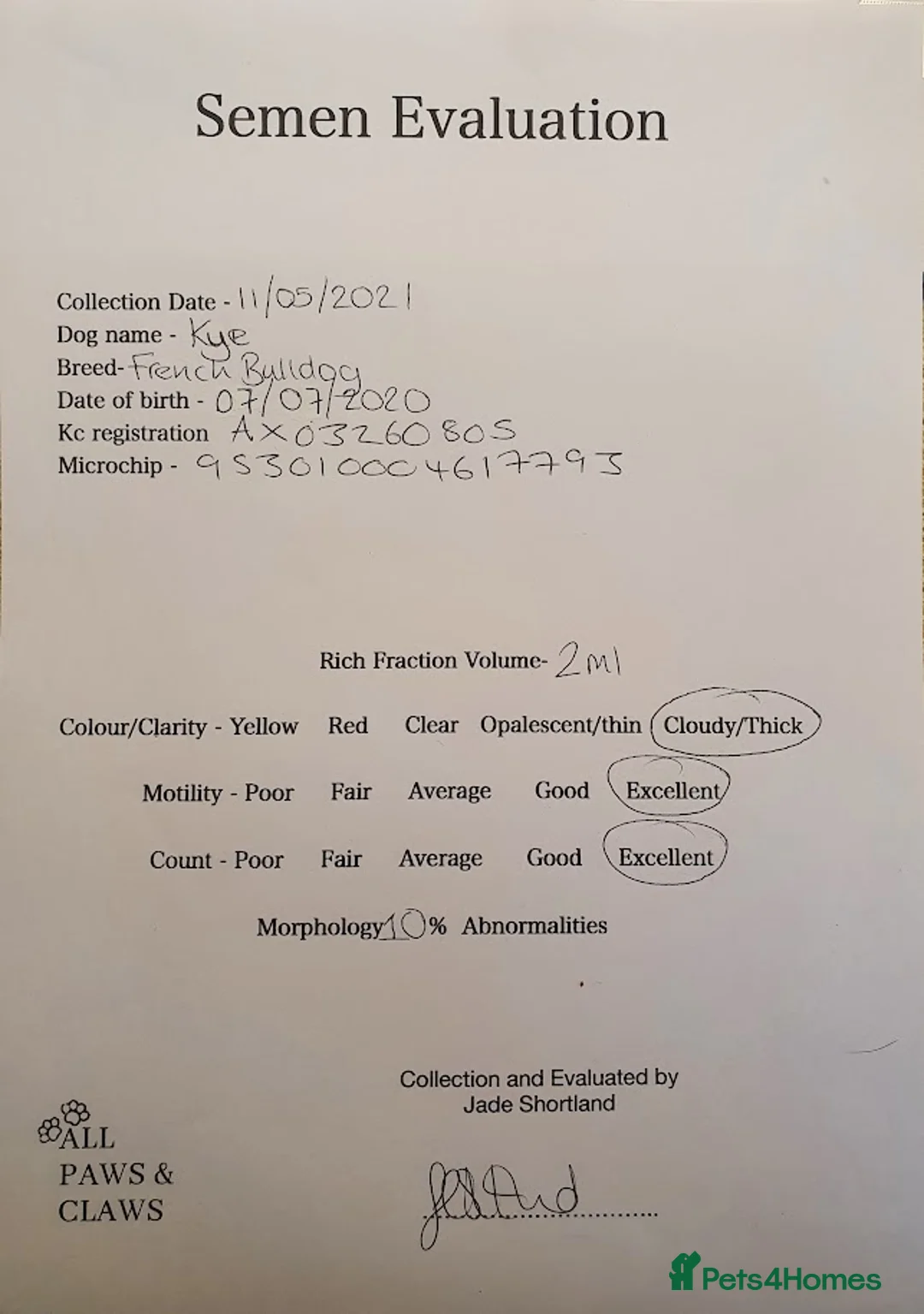 French Bulldog dogs for stud: Kye - Lilac and Tan Frenchie in St Albans - Advert 5