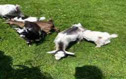 Goats livestock for sale: Reg Pygmy Nanny Goats  - Image 2