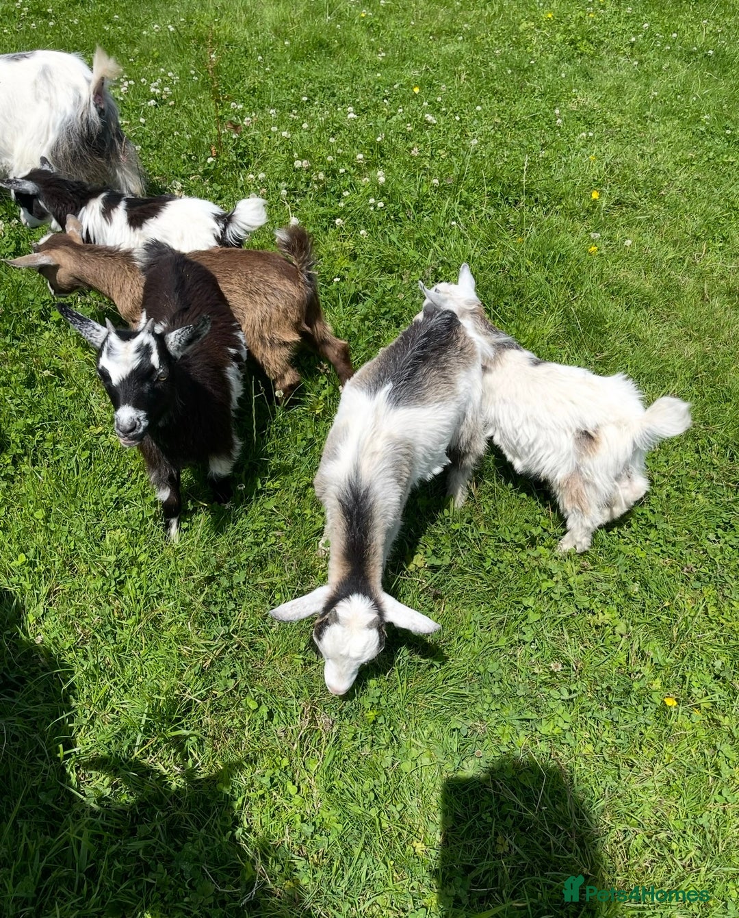Goats livestock for sale: Reg Pygmy Nanny Goats  - Image 2