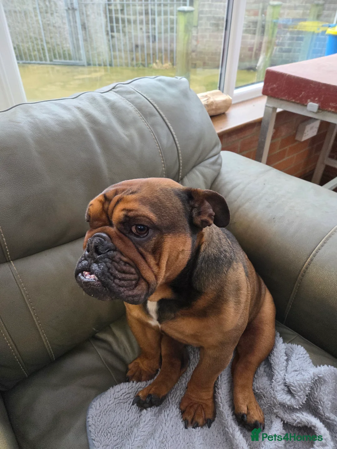 English Bulldog dogs for sale: English bulldog - Advert 18