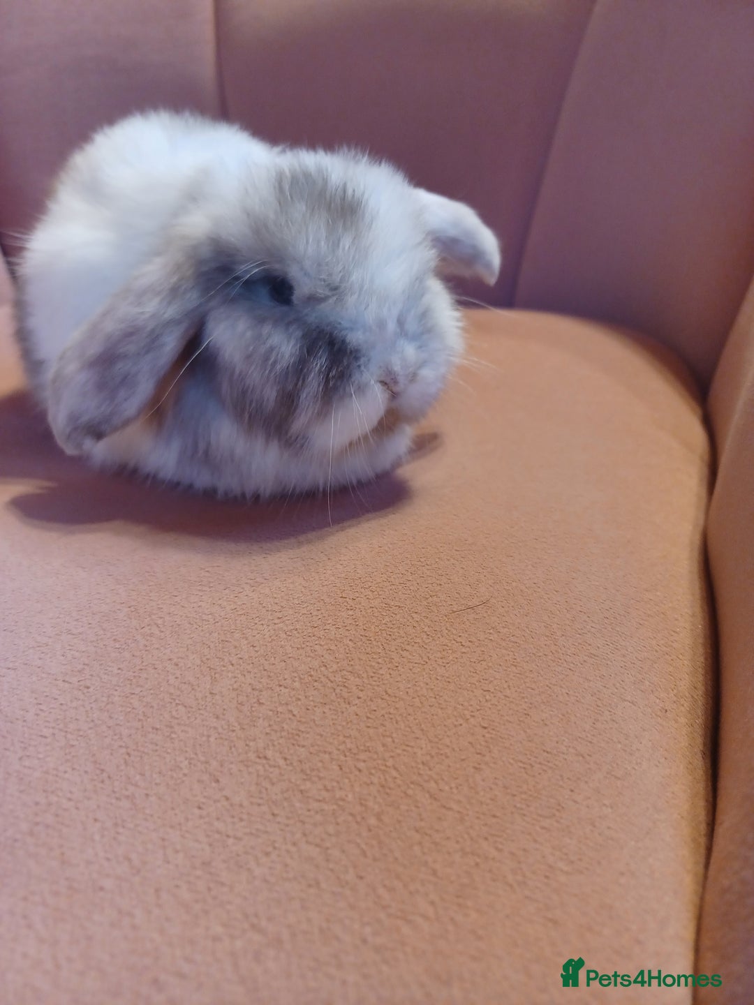 Mini Lop rabbits for sale: Chocolate Magpie Mini Lop Doe Ready now   - Advert 4