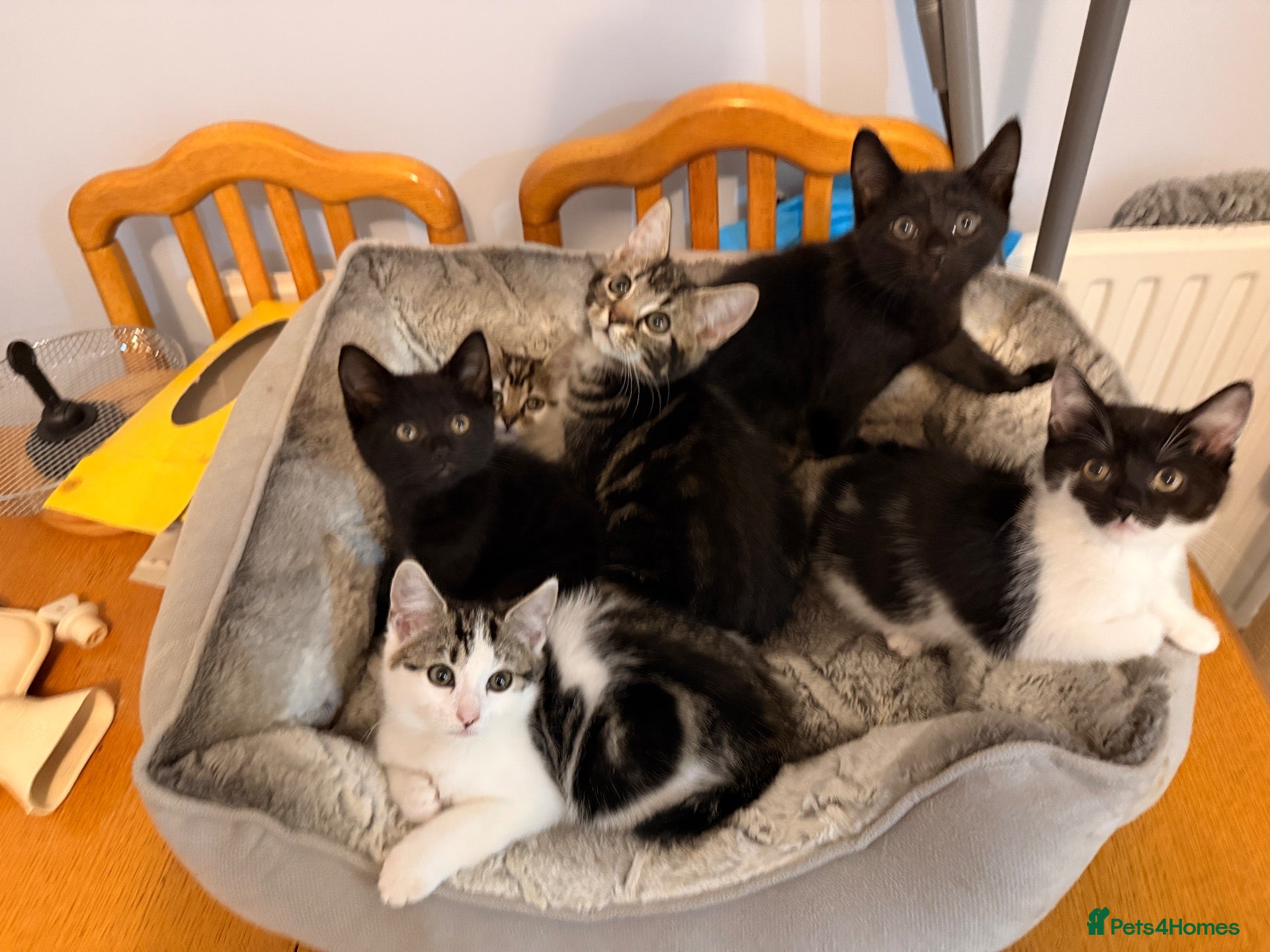 Domestic Shorthair cats Kittens for sale - Advert 14