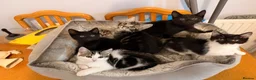 Domestic Shorthair cats for sale: Kittens for sale - Advert 1