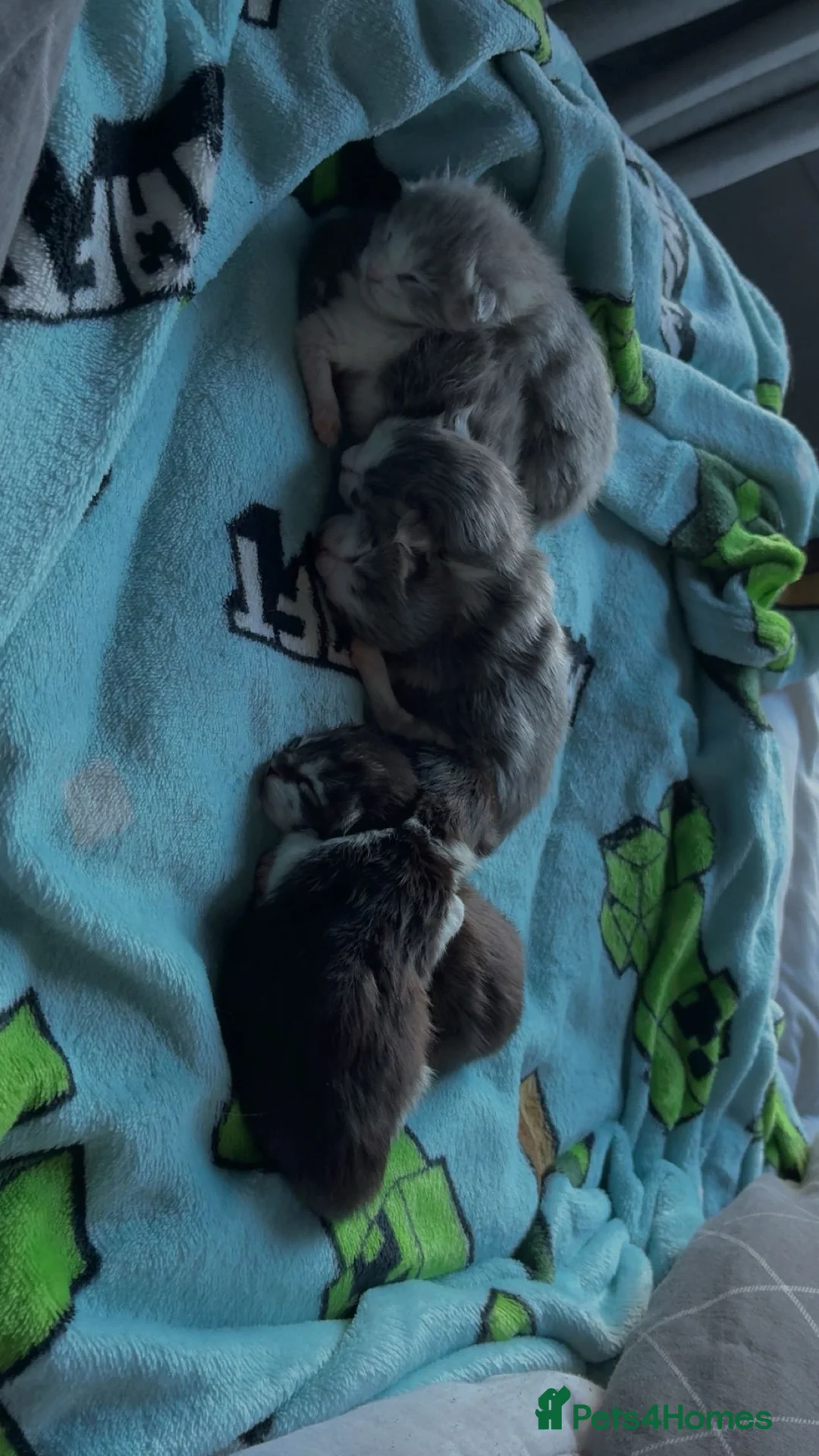 Mixed Breed cats for sale: Mainecoon cross kittens  - Advert 10