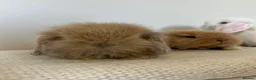 Angora rabbits for sale: Angora × Lion Lop Baby Bunny  - Advert 10