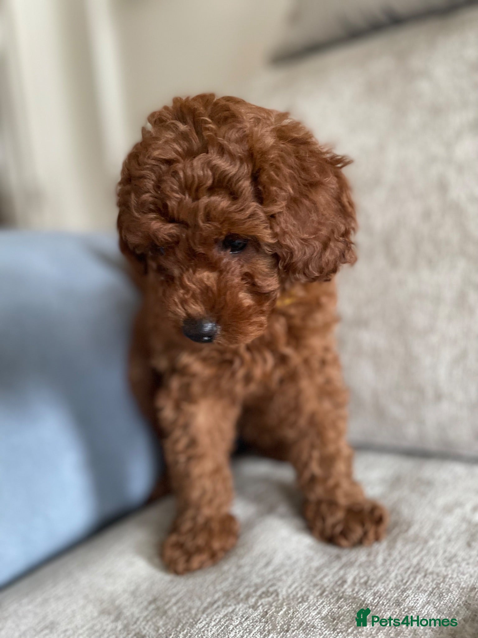 Cavapoochon dogs 💛READY NOW for new lap💛 DNA Toy cavapoochons  - Advert 3