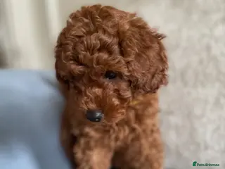 Cavapoochon dogs 💛READY NOW for new lap💛 DNA Toy cavapoochons - Advert 3
