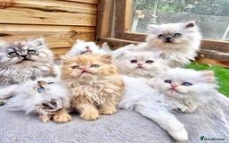 Persian cats for sale: BEAUTIFUL DOLL FACE FULL PERSIAN LONG HAIR KITTEN - Advert 11