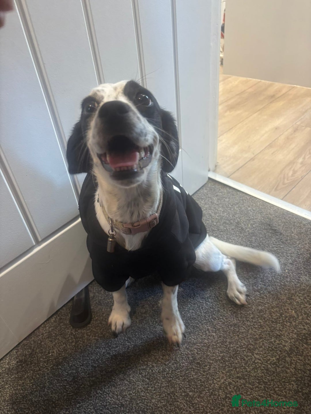 Mixed Breed dogs for sale: Mixed breed 1 year and 4 months old - Image 8