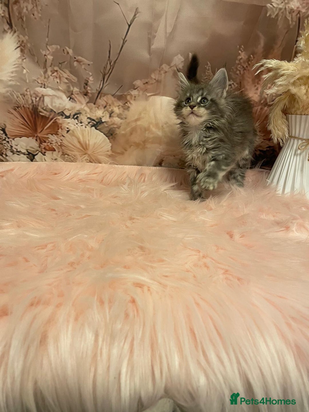 Maine Coon cats for sale: Maine Coon polydactyl (left two girls) - Advert 24