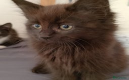 Mixed Breed cats for sale: Female kittens for sale  - Image 8