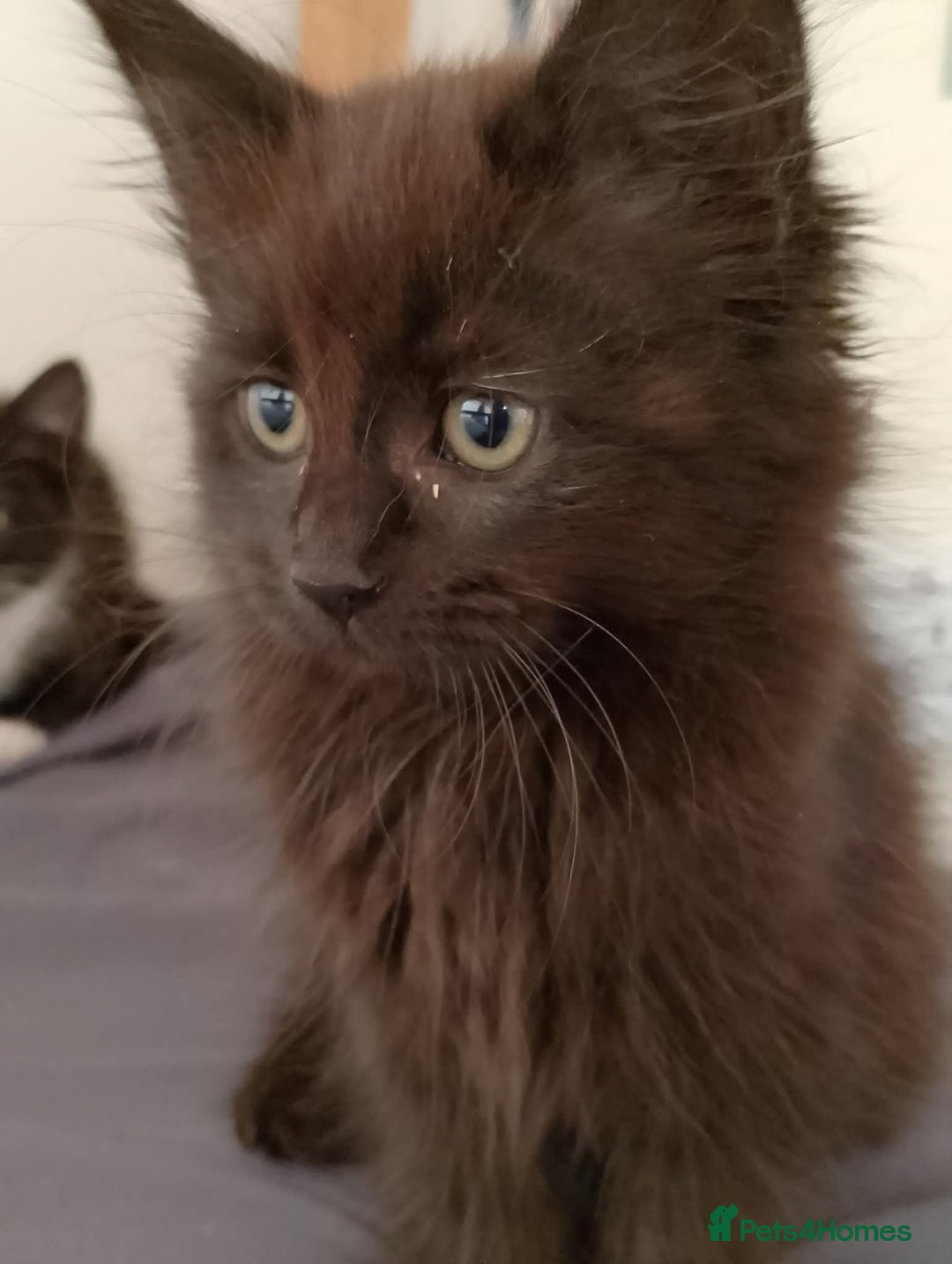 Mixed Breed cats for sale: Female kittens for sale  - Image 8