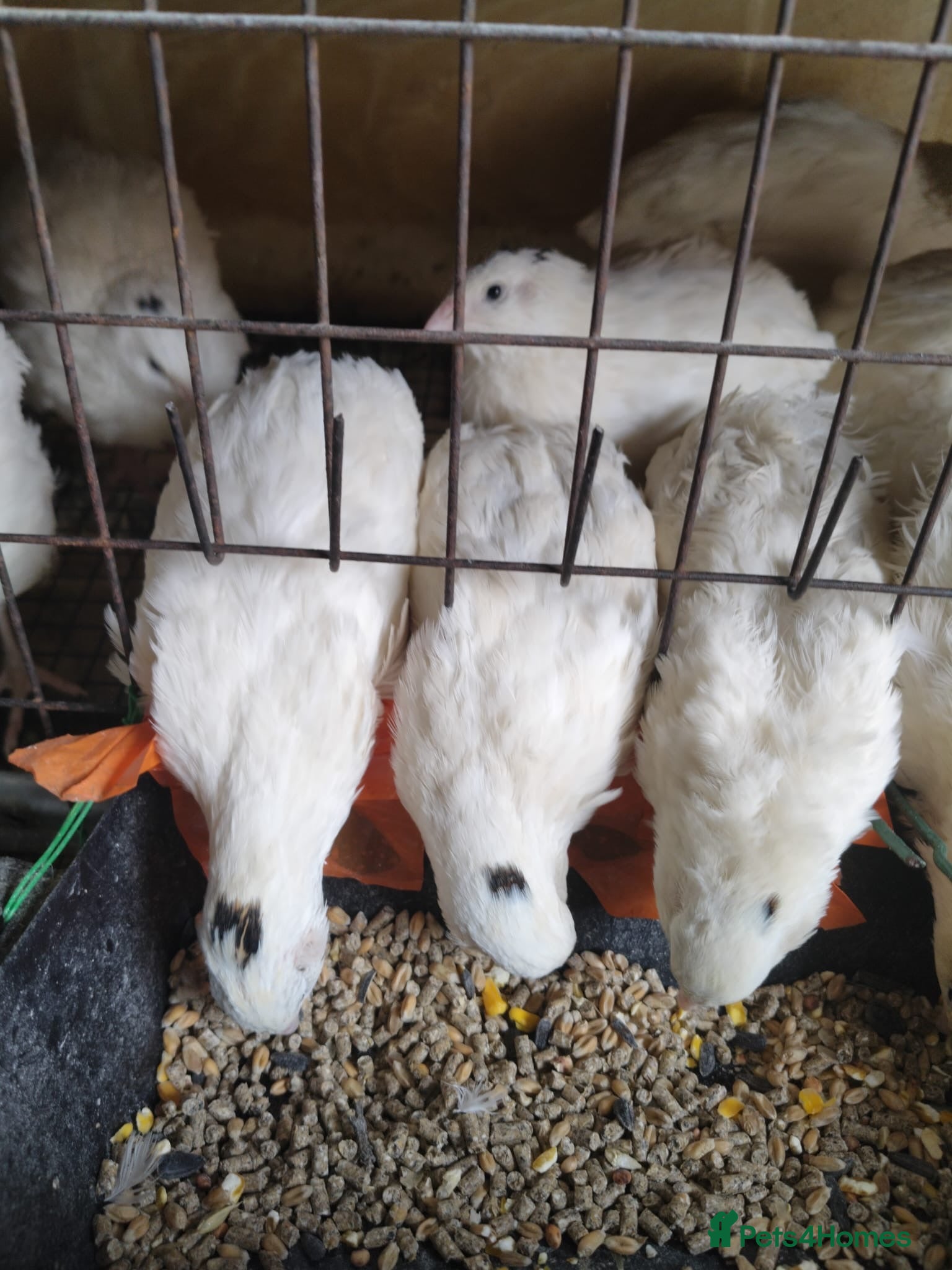 Lories birds Quails - Advert 18