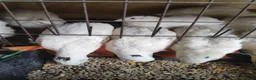 Lories birds for sale: Quails in Cardiff - Advert 1
