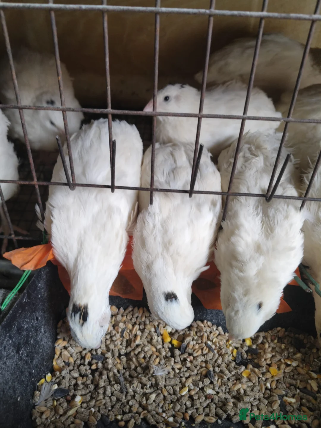 Lories birds for sale: Quails in Cardiff - Advert 1