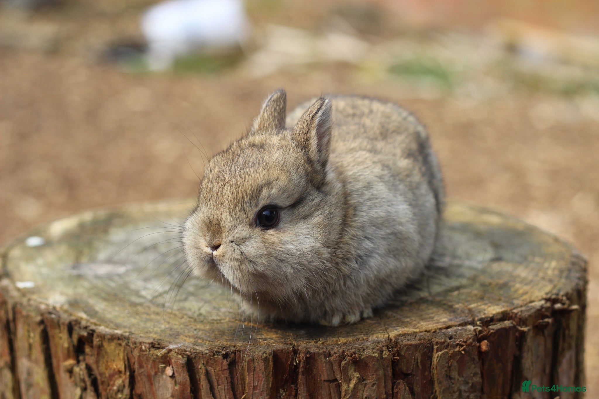 Netherland Dwarf rabbits Beautiful Netherland Dwarf Baby Rabbits  - Advert 9