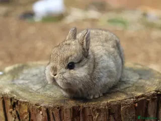 Netherland Dwarf rabbits Beautiful Netherland Dwarf Baby Rabbits - Advert 9