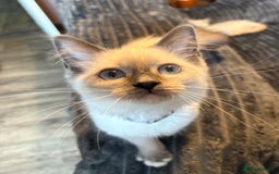 Ragdoll cats for sale: Ready Now. Stunning GCCF Pure Bred Ragdoll kittens - Image 37