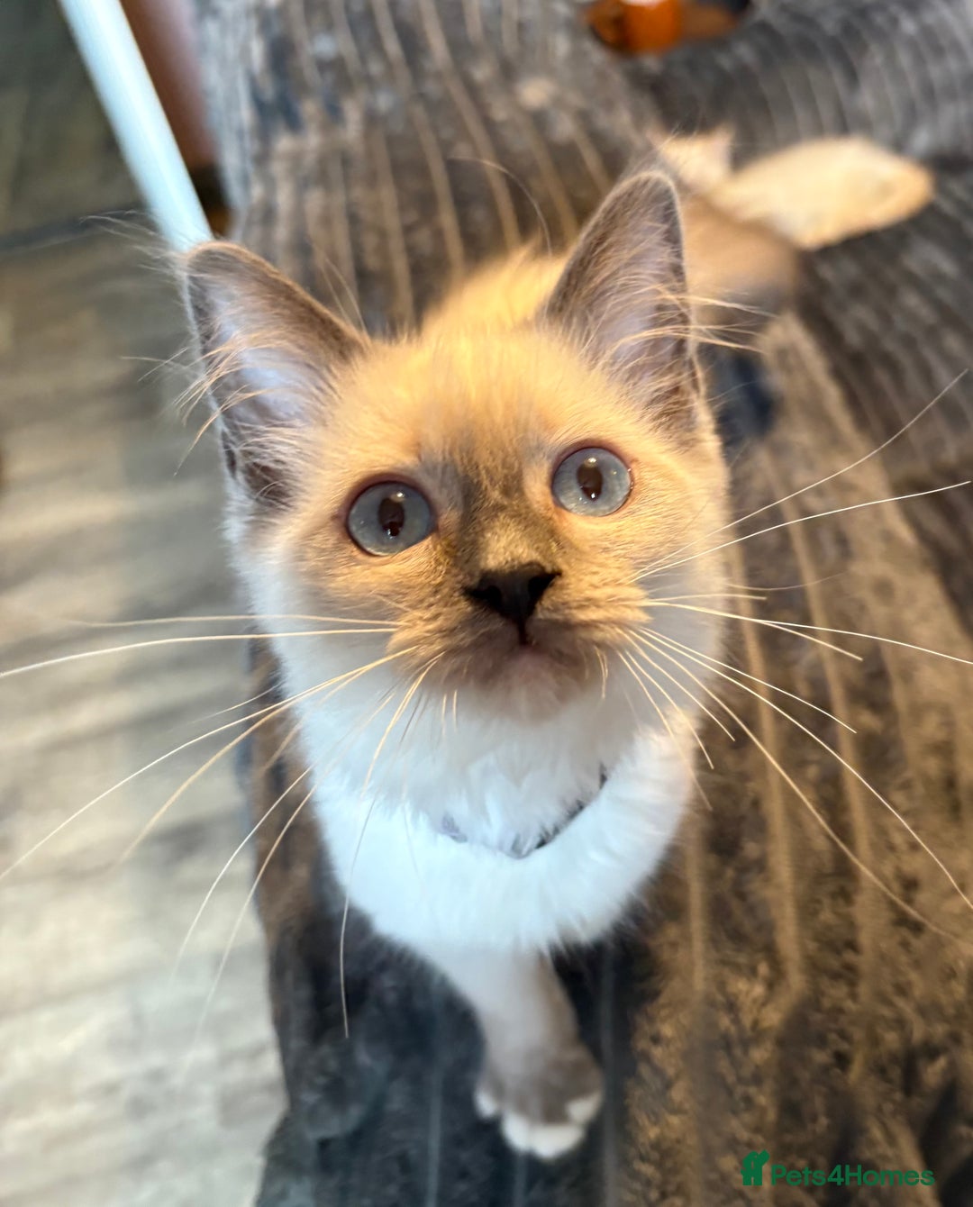 Ragdoll cats for sale: Ready Now. Stunning GCCF Pure Bred Ragdoll kittens - Image 37